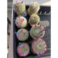 ราคา แมมแม่เฒ่า หรือแมมฮาเนียน่า big size(Mammillaria Hahniana) (6568710878)