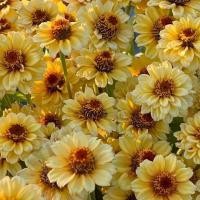 ราคา 100 เมล็ด ดอกบานชื่น บานชื่นหนู บานชื่นฝรั่ง กระดุม ดอกเล็ก Zinnia Seeds สายพันธุ์กระดุม สีเหลืองทอง (42573787250)