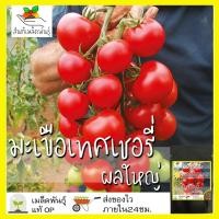 ราคา เมล็ดพันธุ์ มะเขือเทศเชอรี่ ผลใหญ่ 50 เมล็ด Large Red Cherry Tomato เมล็ดพันธุ์แท้ นำเข้าจากต่างประเทศ ปลูกผัก สวนครัว (9440289150)