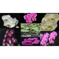 ราคา กล้วยไม้นิ้ว 1นิ้ว และ 2.5 นิ้ว ฟาแลนนอปซิส หลากสี Phalaenopsis Orchid seedlings (3225383345)