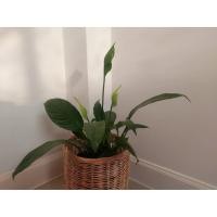 ราคา เดหลีใบมัน(ติดด่าง)(Peace lily) (9348847193)