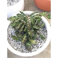 ราคา ยูโฟเบียไดโนเสาร์ แคคตัส กระบองเพชร (Euphorbia decaryi) (12421338168)