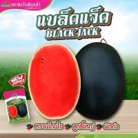 ราคา เมล็ดแตงโม แบล็คแจ็ค ตราตะวันต้นกล้า ขนาด40กรัม เมล็ดพันธุ์แตงโม แตงโมลูกใหญ่ แตงโมดำ (26313703049)