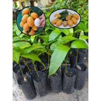 ราคา ต้นมะยงชิดทูลเกล้า (เพาะเมล็ด) (9258471550)