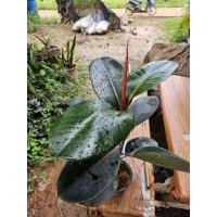 ราคา ต้นยางอินเดียดำ ไม้ฟอกอากาศ (42402787445)