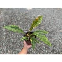 ราคา ฟิโลเดนดรอนใบเลื่อยด่าง Philodendron Ring of Fire (15863097660)