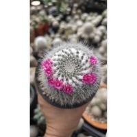 ราคา Mammillaria hahniana (Old lady) / แมมแม่เฒ่า (51505851775)
