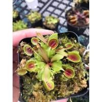 ราคา กาบหอยแครง พืชกินแมลง สายพันธุ์ Dionaea muscipula Cupped Trap 1 กระถาง/ชุด (8422549008)