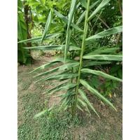 ราคา ข่า สมุนไพร ขายเป็นเง้า สดจ้า (19381907857)