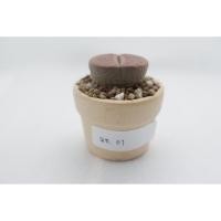 ราคา ไลทอป Lithops ไม้อวบน้ำ ต้นไลทอปขนาด 2.3 เซนติเมตรขึ้นไป พร้อมกระถางดินเผาขนาด 1.5-2 นิ้ว (47955699595)