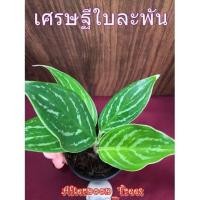 ราคา ต้นเศรษฐีใบละพัน (ไม้ร่ม) 1ต้นก็ส่งค่ะ ขนาด 3 นิ้ว (6135109729)
