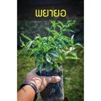 ราคา พญายอ เสลดพังพอน ตัวเมีย (ต้นพญายอ) รากเดินพร้อมปลูก (4426745493)