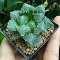 ราคา [4-5 cm] ฮาโวเทีย H. cooperi ‘Magic thorn’ #haworthia #sacculants #ไม้ประดับ #ไม้อวบน้ำ (3914187112)