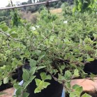 ราคา ออริกาโนสด(Oregano) ต้นพันธ์ุ ออริกาโน (6431921320)