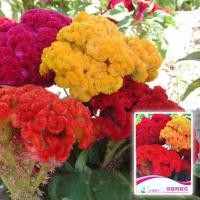 ราคา เมล็ดดอกหงอนไก่ คละสี หงอนไก่ฝรั่ง เมล็ดพันธุ์ต้นหงอนไก่หลากสี (9673869296)