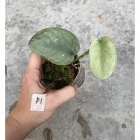 ราคา Scindapsus platinum (rare item) (14569786060)