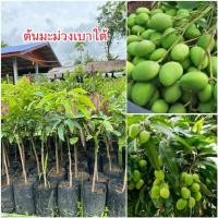 ราคา ต้นมะม่วงเบาใต้(แบบเสียบยอด) (28300929539)