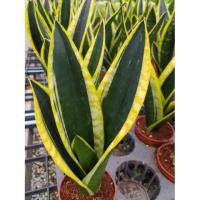 ราคา ลิ้นมังกร sansevieria black superba (7443838445)