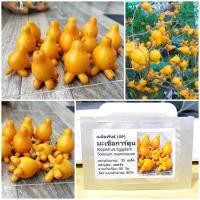 ราคา เมล็ดพันธุ์ มะเขือการ์ตูน (Nipplefruit Eggplant Seed) บรรจุ 30 เมล็ด คุณภาพดี ราคาถูก ของแท้ 100% (2417860165)