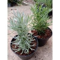 ราคา ต้นพันธ์ุโรสเมรี่ชุด คู่ สุดคุ้มในกระถาง4 นิ้ว โรสเมรี+โรสเมรี่ขาว หรือคลูลิ่ง (9969902033)