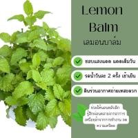 ราคา เลมอน บาล์ม Lemon Balm กระถาง 4 นิ้ว (20320062828)