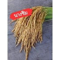 ราคา เมล็ดพันธุ์ข้าวเหนียวไร่ นางซิม 150 เมล็ด (โปรดพิจารณาก่อนตัดสินในสั่งซื้อ) (26701966013)