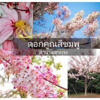 ราคา (รับ2ต้น)(ต้นเพาะเมล็ด) #คูน ดอกคูณ คูน ดอกสีชมพู ตำนานซากุระชมพู แฮปปี้ (8651797277)