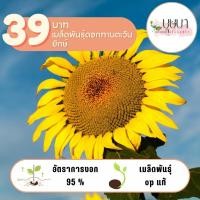 ราคา ทานตะวันยักษ์ 39บาท 100เมล็ด (29060386254)