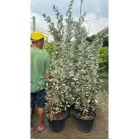 ราคา กระดุมไม้ใบเงิน Silver Leaved Buttonwood ต้นกระดุมไม้ใบเงิน (Silver Buttonwood) ซิลเวอร์ ต้นไม้ใบสีเงิน (24988646432)