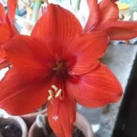 ราคา 1 หัวว่าน ว่านสี่ทิศ ฮอลแลนด์ Amaryllis carina 22-24 ซม (10201778985)
