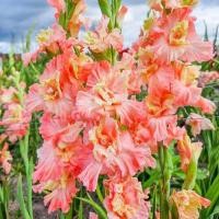 ราคา 10 หัว แกลดิโอลัส Gladiolus ดอกซ่อนกลิ่นฝรั่ง ดอกคำมั่นสัญญา สายพันธุ์ Mindset (24554425522)