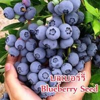 ราคา บลูเบอร์รี่ Blueberry Seeds（30 Pcs）Fruit Seed พันธุ์ไม้ผล เมล็ดพันธุ์ ต้นผลไม้ บอนไซ ต้นไม้มงคล ต้นไม้ประดับ เมล็ดดอกไม้ (13952517991)