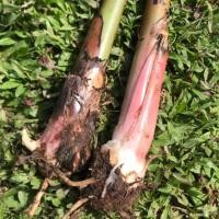 ราคา หน่อกล้วยเล็บมือนาง/หน่อกล้วยหอมทอง/หน่อกล้วยไข่ พร้อมปลูก (6142764244)