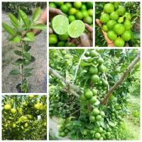 ราคา ต้นมะนาวแป้นสุขประเสริฐ มะนาวแป้นสุขประเสริฐ lemon tree ต้นมะนาว / nivan (40413964177)