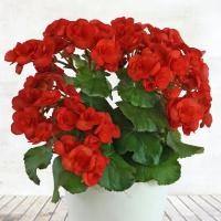 ราคา 1 ต้น บีโกเนีย Begonia ส้มกุ้ง ก้ามกุ้ง สีแดง กระถาง 6 นิ้ว (7263816590)