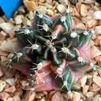 ราคา ❤️❤️มีส่งด่วน❤️❤️แคคตัส ไม้ชำหน่อ (R78)/Cactus/Gymno /Gymnocalycium /ยิมโนด่าง/ไม้ชำหน่อ (42623380563)