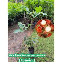 ราคา เงาะโรงเรียน / เงาะนาสาร (ติดตา) เงาะโรงเรียนให้ผลผลิตที่ดก เนื้อหนา หวานกรอบ เนื้อแห้ง อร่อย ต้นพันธุ์สูง30ซม.ขึ้นไป (42770177391)
