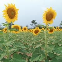 ราคา เมล็ดพันธุ์ทานตะวัน500เมล็ด (อะควาร่า6)ดอกใหญ่สวยงาม ทนแล้ง ให้ผลผลิตสูง (7635046443)
