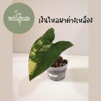 ราคา ต้นเงินไหลมาด่างเหลือง Syngonium Aurea Variegated (12257939453)