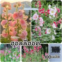 ราคา เมล็ดพันธุ์ฮอลลี่ฮ็อค คละสี 100 เมล็ด ฮอลลี่ฮ็อค ดอกซ้อน / ฮอลลี่ฮ็อค แคระ HollyHock Mix (29222411098)