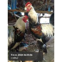 ราคา ไข่เชื้อไก่บราม่า6ฟองจัดส่งใน2วันประกันเชื้อ50% (22538850879)