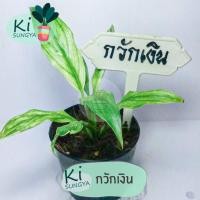 ราคา ต้นกวักเงิน ต้นไม้มงคล ต้นไม้จิ๋ว (15051820211)