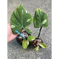 ราคา กลอลิโอซั่ม กลอลิออซั่ม philodendron gloriosum (17077161101)