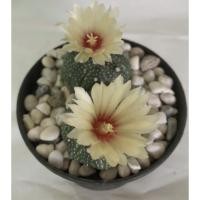 ราคา แอสโตรไฟตัม แอสทีเรียส Astrophytum Asterias 2 ต้นคู่ (16181078670)