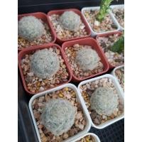 ราคา แมมขนนกขาว Mammillaria plumosa (4179364356)