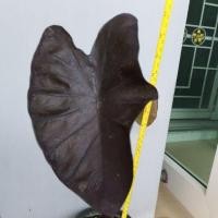 ราคา Colocasia Black Coral ขนาดกระถาง5" (12808250155)