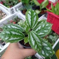 ราคา ***ขั้นต่ำ 3 ต้น รวมได้ทั้งร้าน*** ต้นเศรษฐีนำโชค ต้นไม้ประดับ ต้นไม้มงคล ต้นไม้ฟอกอากาศ (11901365265)