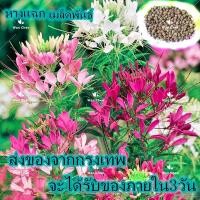 ราคา ประเทศไทยพร้อมสต็อก Cleome Spinosa Seeds ผักเสี้ยนฝรั่งคละสี เมล็ดบอนสี บอนสีหายาก บอนสีสวยๆ ต้นไม้มงคล ต้นไม้ฟอกอากาศ (13539840403)