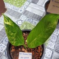 ราคา เศรษฐีวิลสันด่าง ลายสวย (9486797126)