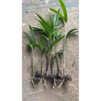 ราคา “รากเริ่มมาแล้ว… ทั้งต้นกล้าและเมล็ดพร้อมปลูก! ใครอยากเลี้ยงปาล์มหางกระรอกห้ามพลาด!” (42806996928)